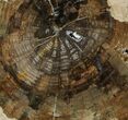 Petrified Wood (Cherry) Round - McDermitt, Oregon #93832-1